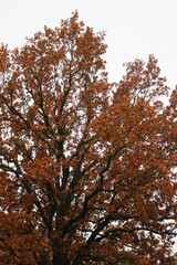 autumn leaves in the forest