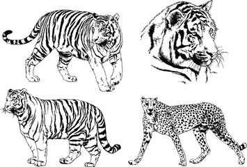 vector drawings sketches different predator , tigers lions cheetahs and leopards are drawn in ink by hand , objects with no background	