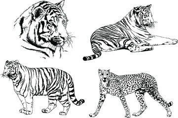 vector drawings sketches different predator , tigers lions cheetahs and leopards are drawn in ink by hand , objects with no background	