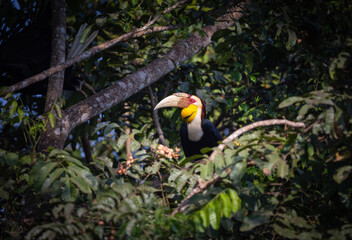 Male Wreathed Hornbill sitting on tree branch.