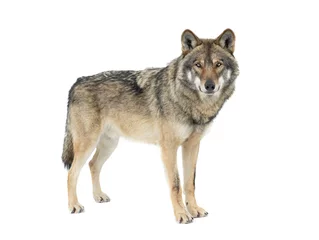 Poster Im Rahmen grauer Wolf isoliert auf weißem Hintergrund © fotomaster