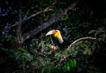 Male Wreathed Hornbill sitting on tree branch.