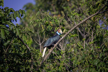 Female Wreathed Hornbill sitting on tree branch.