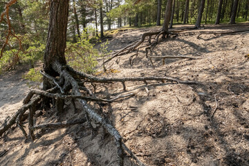 Powerful pine roots stick out from the sand, against the backdrop of the forest and the sea, on a summer day.