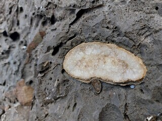 Close up of a crystals in the rocks on the ocean wall in Australia