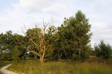 Obraz premium Haaksbergerveen, Netherlands