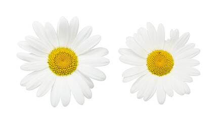daisies white background