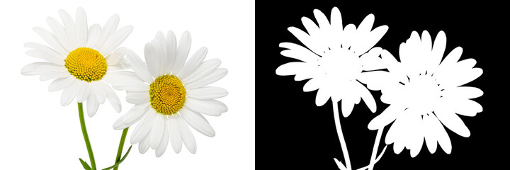 Fototapeta premium bouquet daisies white background