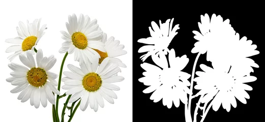 Keuken spatwand met foto bouquet daisies white background © alias612
