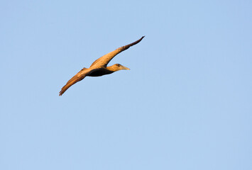 Hamerkop, Hamerkop, Scopus umbretta