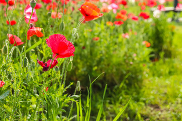 ポピー 赤い ピンク 花畑 花びら 美しい 自然 日本 夕暮れ 鮮やか グリーン 草花