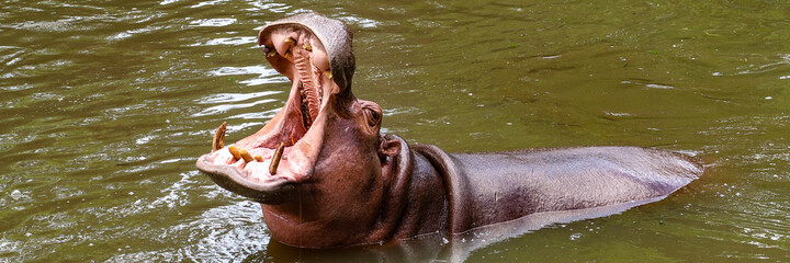 Hippo head with open mouth in water