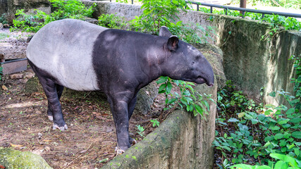 Tapir among the green trees at the zoo.