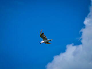 the flight of a seagull over the sea