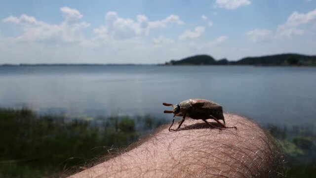 A beautiful European chafer poses on a human hand during a beautiful summer day by the lake