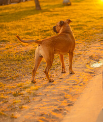 A brown male dog mixed breed pitbull with dark nose and drooping ears stands on path in green grass in a city park and looks in the left. Pet looking the owner concept, walking. Sunset. Back view