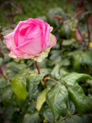 pink rose in garden