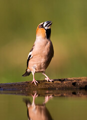 Appelvink, Hawfinch, Coccothraustes Coccothraustes