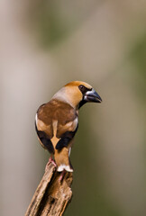 Appelvink, Hawfinch, Coccothraustes coccothraustes