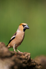Appelvink, Hawfinch, Coccothraustes coccothraustes