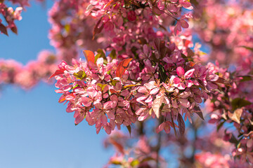 Spring lush blooming apple tree with bright light pink flowers blooms in the park against a background of blue sky. Macro