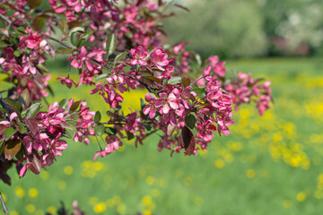 A branch of spring blooming apple tree with bright pink flowers blooms in the park against a background of yellow green grass. Close-up