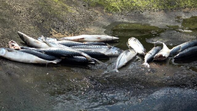 Close-up of dead fish (Scomber scombrus). Dead fishs