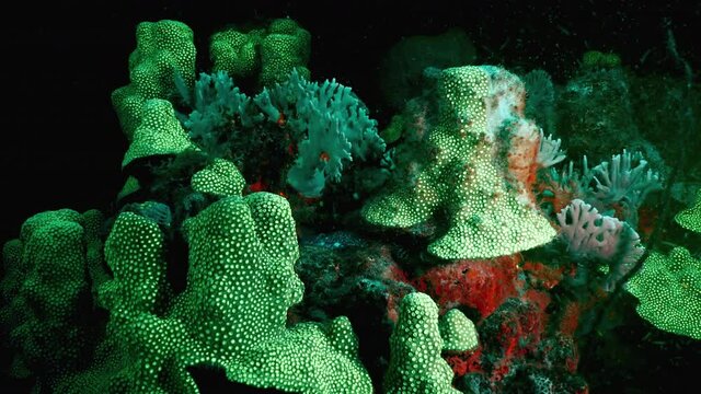 Night shot: seascape under ultraviolet light with fluorescent coral in coral reef of Caribbean Sea, Curacao