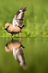 Appelvink, Hawfinch, Coccothraustes coccothraustes