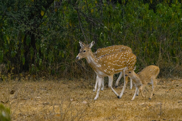 A family of spotted deer.