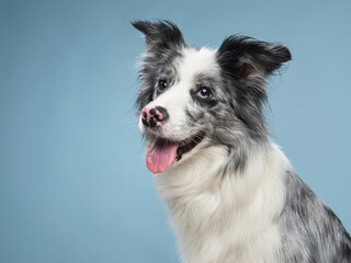 funny emotional dog, border collie on a blue background. pet smiles