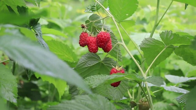 Ripe raspberries in the garden. red, large, sweet berries growing on a raspberry bush in an orchard.