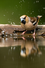 Appelvink, Hawfinch, Coccothraustes coccothraustes