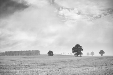 tree in foggy field