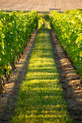 Obraz premium Rang de vigne, alignement dans un vignoble au printemps.