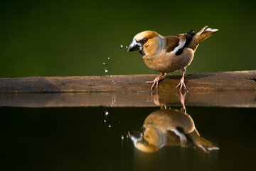 Appelvink, Hawfinch, Coccothraustes coccothraustes