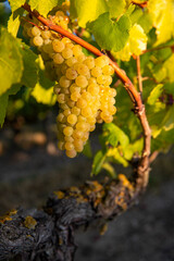 Grappe de raisin dans les vignes en France avant les vendanges.