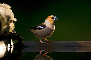 Appelvink, Hawfinch, Coccothraustes coccothraustes