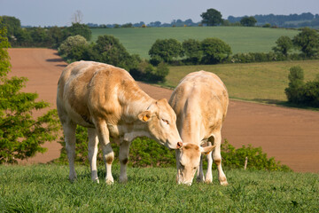 Troupeau de bœuf de race à viande en campagne.
