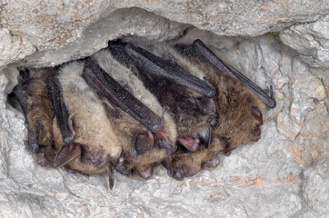 Brandt's bat (Myotis brandtii)
