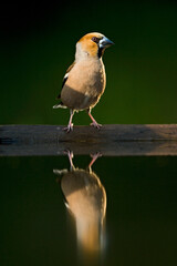 Appelvink, Hawfinch, Coccothraustes coccothraustes