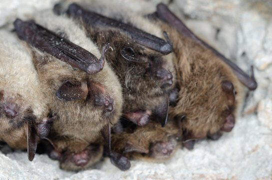 Brandt's Bat (Myotis Brandtii) 