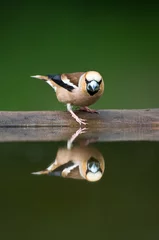 Foto op Aluminium Appelvink, Hawfinch, Coccothraustes coccothraustes © AGAMI