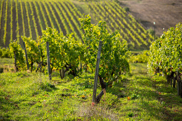 Fototapeta na wymiar Cèpes de vigne alignés dans un vignoble au soleil avant les vendanges.