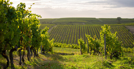 Fototapeta na wymiar Paysage de vigne au soleil dans les coteaux du Layon en Anjou.