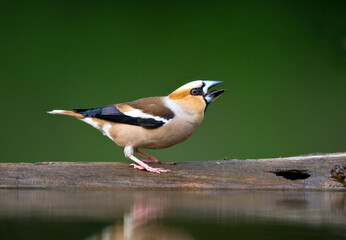 Appelvink, Hawfinch, Coccothraustes coccothraustes