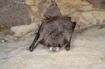 Brandt's bat (Myotis brandtii) with WNS (white nose syndrome)
