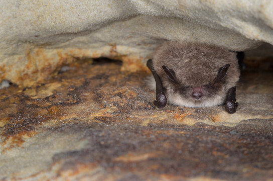 Daubenton's Bat  (Myotis Daubentonii)