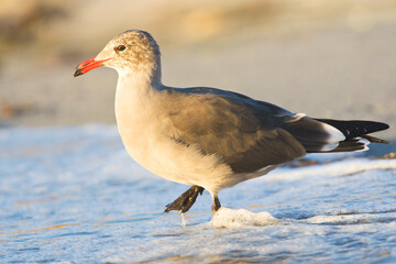 Heermann-meeuw, Heermanns Gull, Larus heermanni