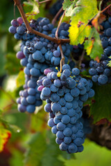 Grappe de raisin noir dans les vignes avant les vendanges.